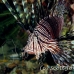lionfish_common_nus_h_0705_png1727.jpg